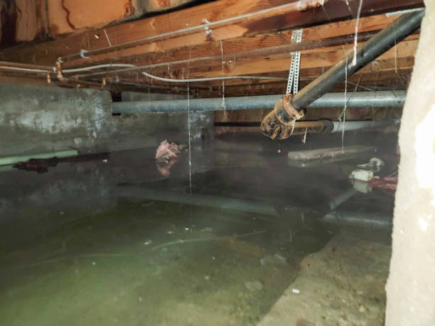 Best Water damage contractors near me  in Newburg, WI
